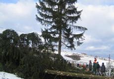 WYCINKA DRZEW 2014